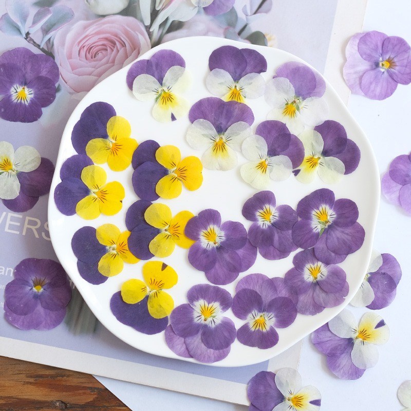 12 Uds., flor seca de pensamie - Photo Beauty Makeup reseña y precio