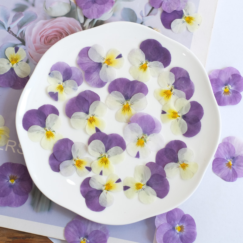 12 Uds., flor seca de pensamie - Photo Beauty Makeup reseña y precio