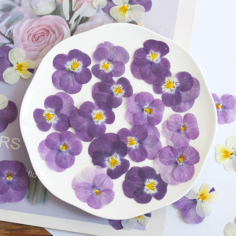 12 Uds., flor seca de pensamie - Photo Beauty Makeup reseña y precio